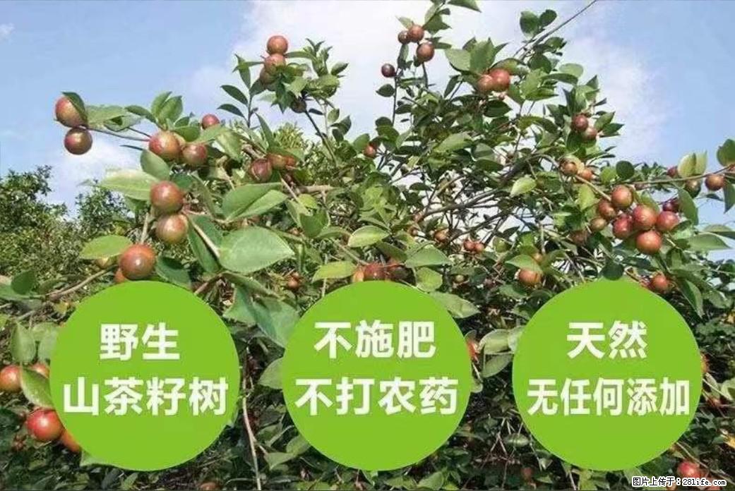 【灌阳县油茶产业示范区】一个有着充实的精神生活的人，对待身外之物自会有一种淡泊的态度 - 土特产 - 饮食特产 - 赣州分类信息 - 赣州28生活网 ganzhou.28life.com