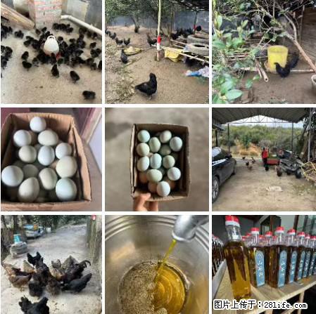 油茶园从小鸡仔开始养起的纯土鸡、土鸡蛋可以预定啦！还有前几天刚榨的纯山茶油哦 - 美食天地 - 赣州生活社区 - 赣州28生活网 ganzhou.28life.com