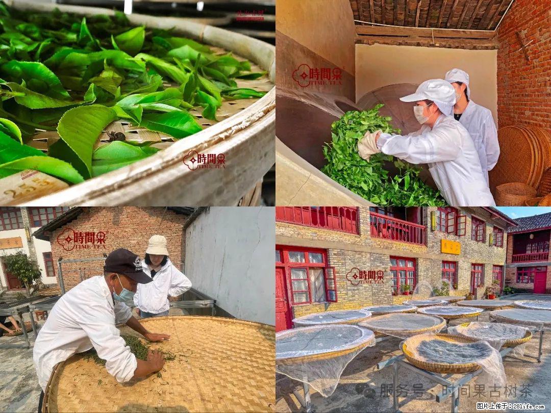时间果百年古树龙珠普洱生茶 - 购物交流 - 赣州生活社区 - 赣州28生活网 ganzhou.28life.com