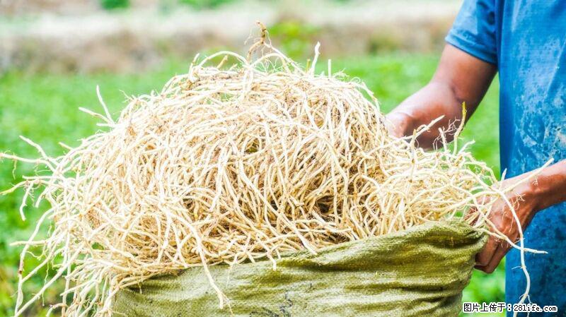 堪称“最难吃”的蔬菜,却是 “抗辐射神器”,还能护肺、清热、止咳化痰! - 赣州生活资讯 - 赣州28生活网 ganzhou.28life.com