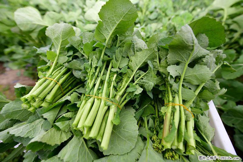 这些蔬菜是“天然钙片”，这6种被医生重点推荐 - 赣州生活资讯 - 赣州28生活网 ganzhou.28life.com